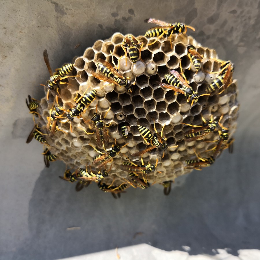 Destruction de nids de guêpes et frelons Destruction de nids de guêpes et frelons